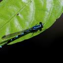 Image of Palaiargia tanysiptera