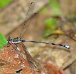 None