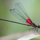 Image of Hetaerina cruentata