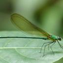 Image of Vestalaria smaragdina