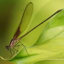 Image of Hetaerina caja