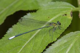 None