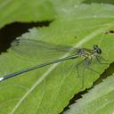 Image of Caliphaea thailandica