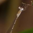 Image of Indolestes alleni