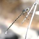 Image of Ecchlorolestes