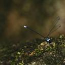 Image of Dimeragrion percubitale