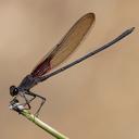Image of Hetaerina vulnerata