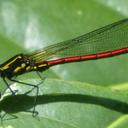 Image of Stenocypha
