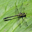Image of Lanthus vernalis