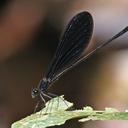 Image of Vestalis lugens