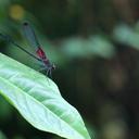 Image of Hetaerina brightwelli