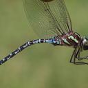 Image of Aeshna verticalis