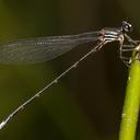 Image of Paraphlebia hyalina