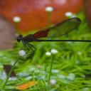 Image of Hetaerina amazonica