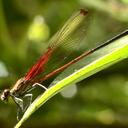 Image of Hetaerina rosea