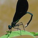 Image of Calopterygidae