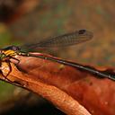 Image of Lestoidea