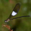 Image of Polythore