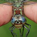 Image of Epiaeschna