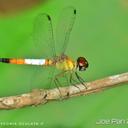 Image of Brachygonia