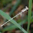 Image of Sympecma gobica