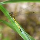 Image of Eoargiolestes