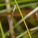 Image of Indolestes inflatus