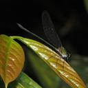 Image of Vestalis anacolosa