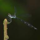 Image of Philogenia carrillica