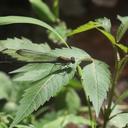 Image of Caliphaea consimilis