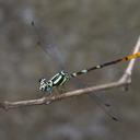 Image of Rhinagrion