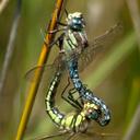 Image of Brachytron