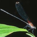 Image of Hetaerina westfalli