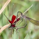 Image of Hetaerina americana