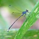 Image of Philogenia strigilis
