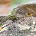 Image of Heteragrion itacolomii