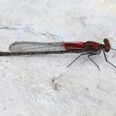 Image of Hetaerina calverti