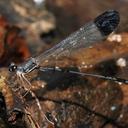 Image of Paraphlebia itzamna