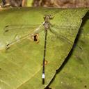 Image of Philogenia minteri