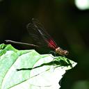 Image of Hetaerina mendezi