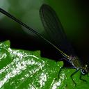 Image of Vestalis amnicola