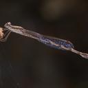 Image of Indolestes cheesmanae