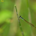 Image of Mortonagrion selenion