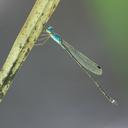 Image of Indolestes tenuissimus