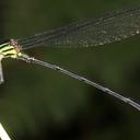 Image of Amphipteryx jaroli