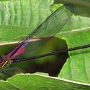 Image of Hetaerina majuscula