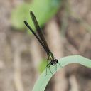 Image of Hetaerina capitalis