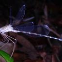 Image of Megapodagrion