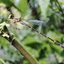 Image of Archaeopodagrion fernandoi
