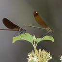 Image of Calopteryx haemorrhoidalis